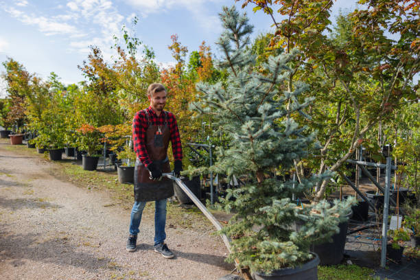 Best Hedge Trimming  in Rensselaer, NY